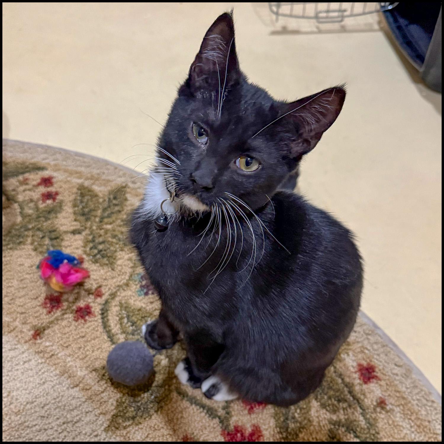 Mars, ADOPTABLE, Young Male Domestic Short Hair & Tuxedo.