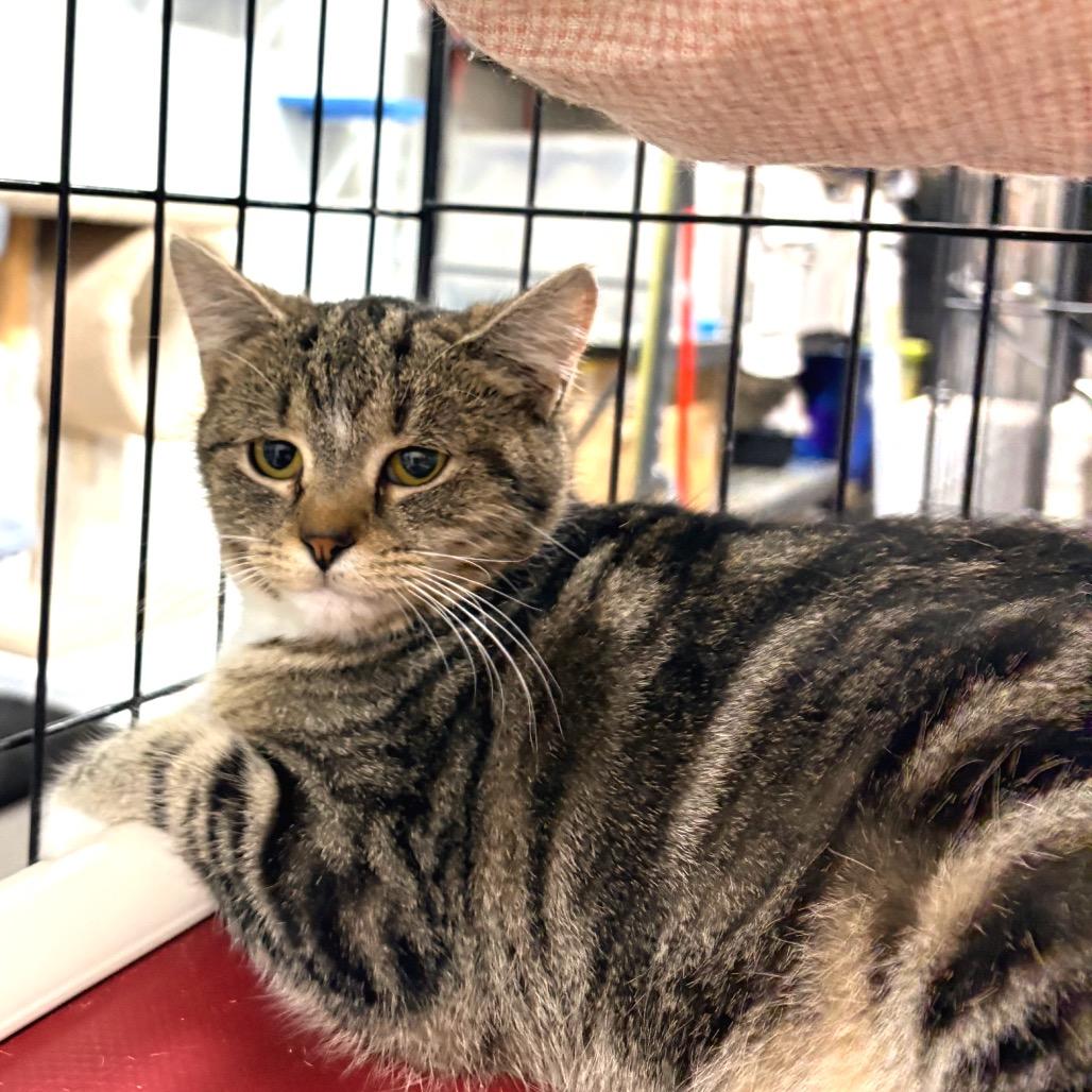 Savanna, ADOPTABLE, Young Female Domestic Short Hair.