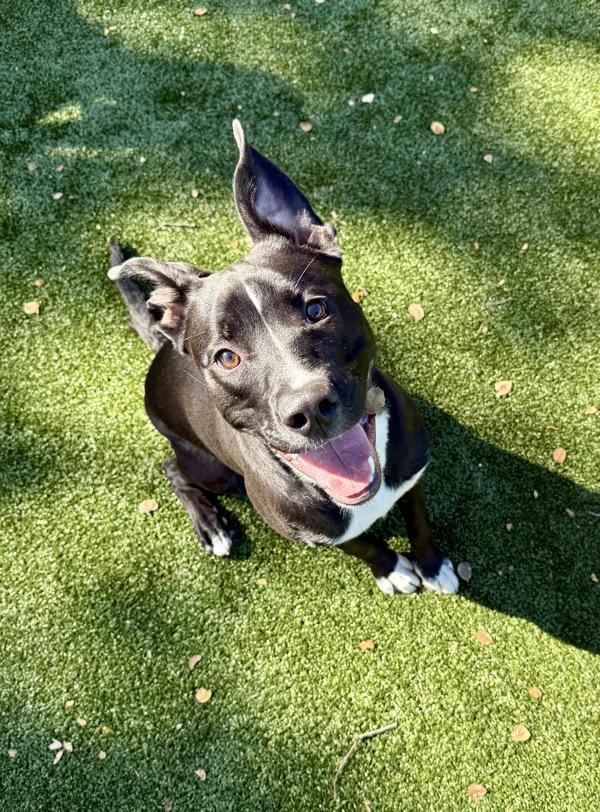 Stormy, a Adoptable mixed breed in Monterey, CA image 2/2