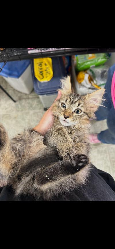 Enlarge Boo, a Adopted Domestic Long Hair in Mokena, IL image 2/3