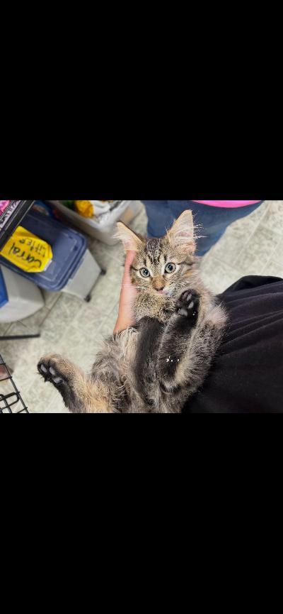 Enlarge Boo, a Adopted Domestic Long Hair in Mokena, IL image 3/3