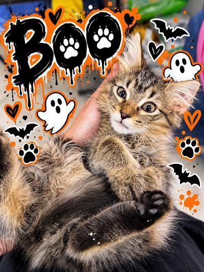 Enlarge Boo, a Adopted Domestic Long Hair in Mokena, IL image 1/3
