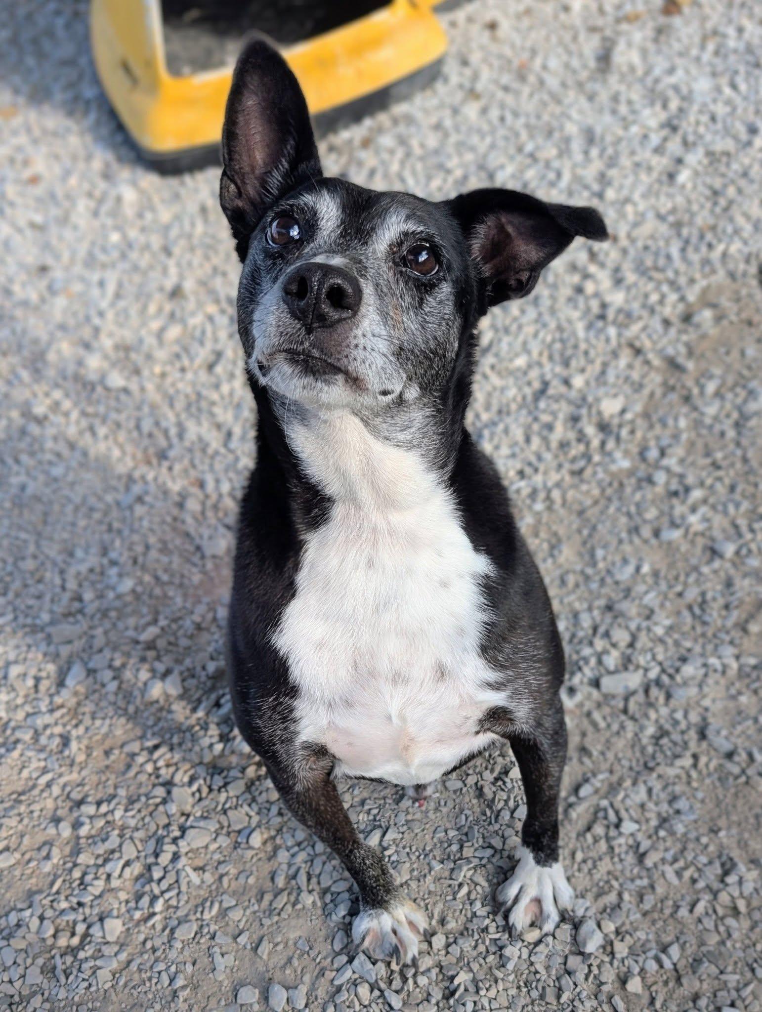 Enlarge Ace, a Adoptable mixed breed in Newburgh, IN image 1/1