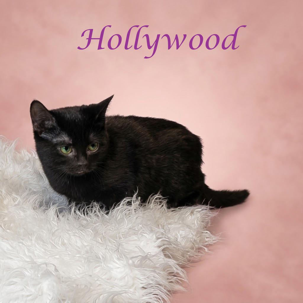 Hollywood C26-263, Adoptable, Kitten Female Domestic Short Hair.