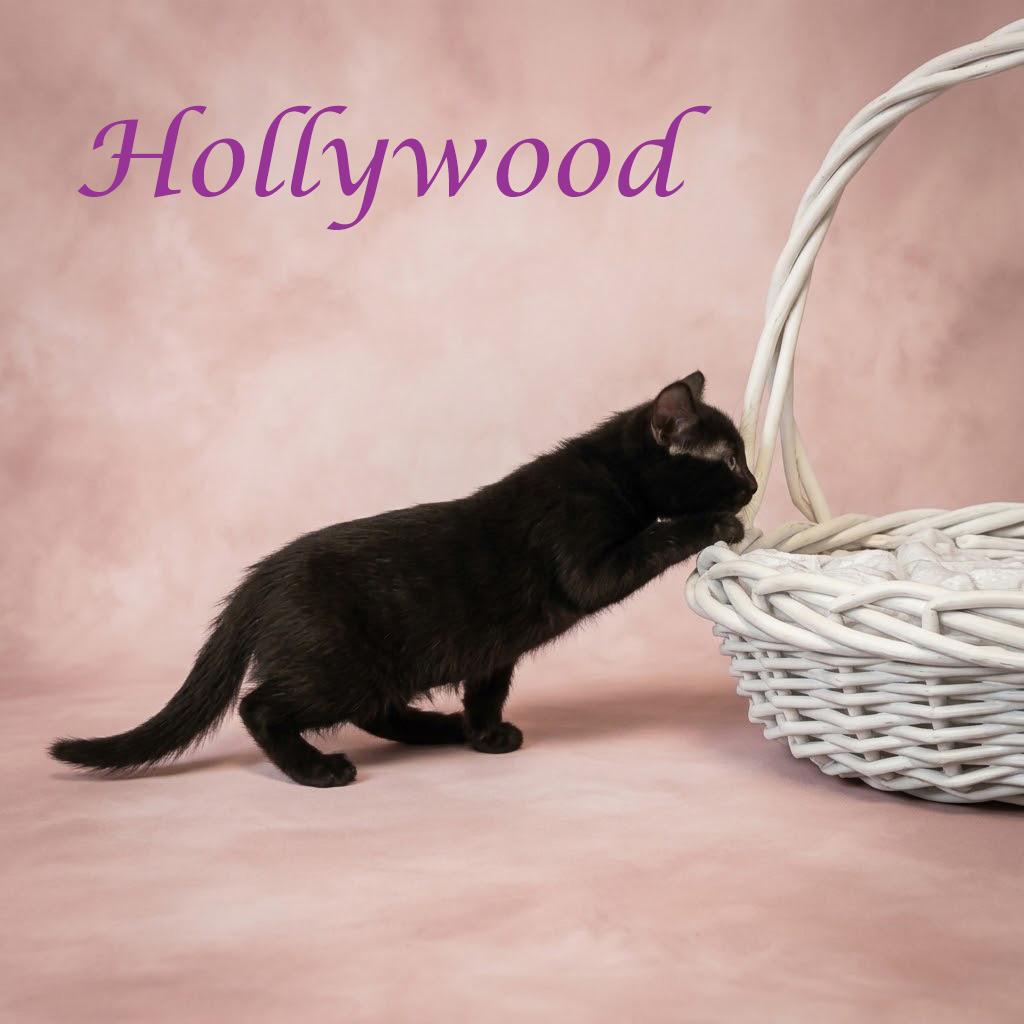 Enlarge Hollywood C26-263, a Adoptable Domestic Short Hair in Lebanon, TN image 2/5