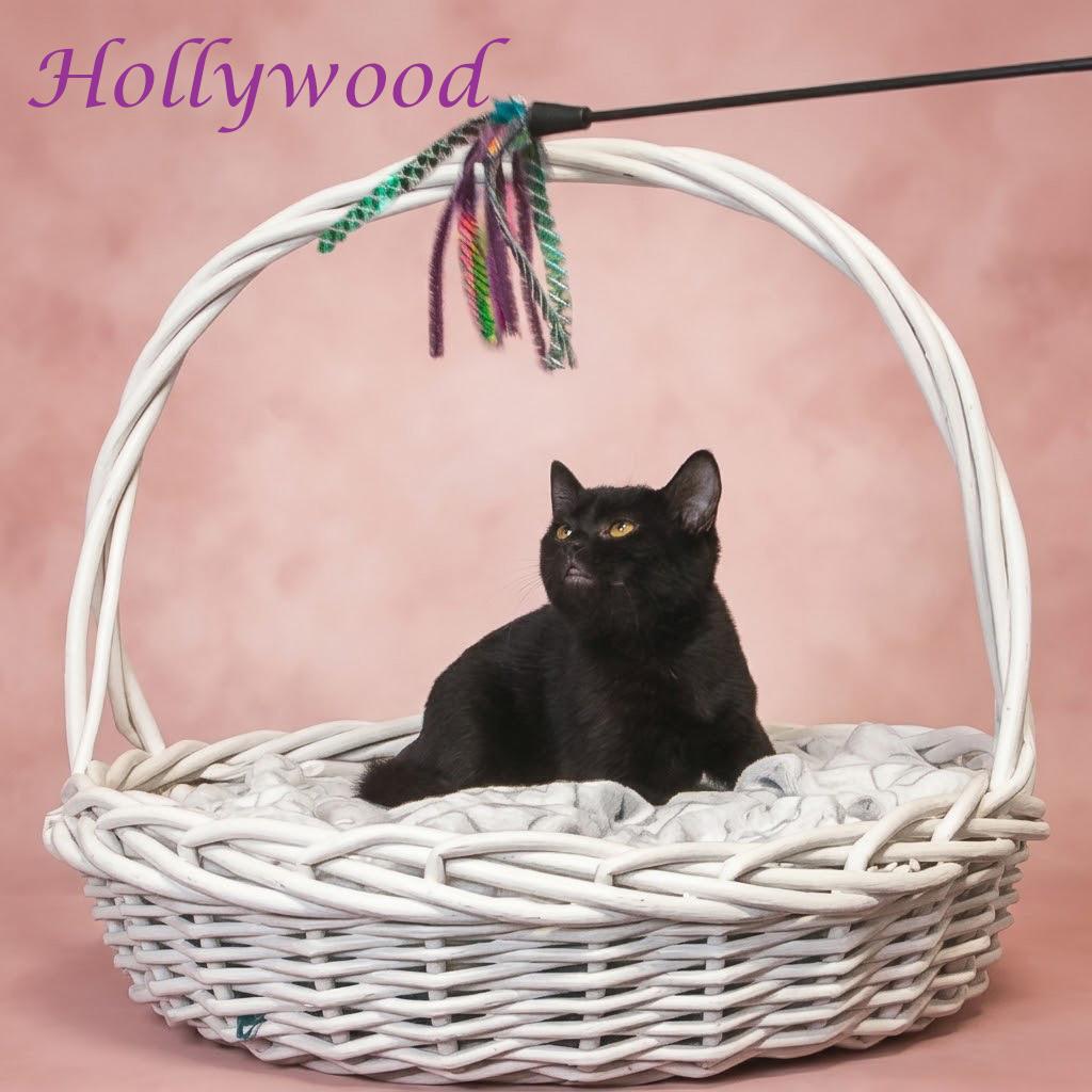 Enlarge Hollywood C26-263, a Adoptable Domestic Short Hair in Lebanon, TN image 3/5