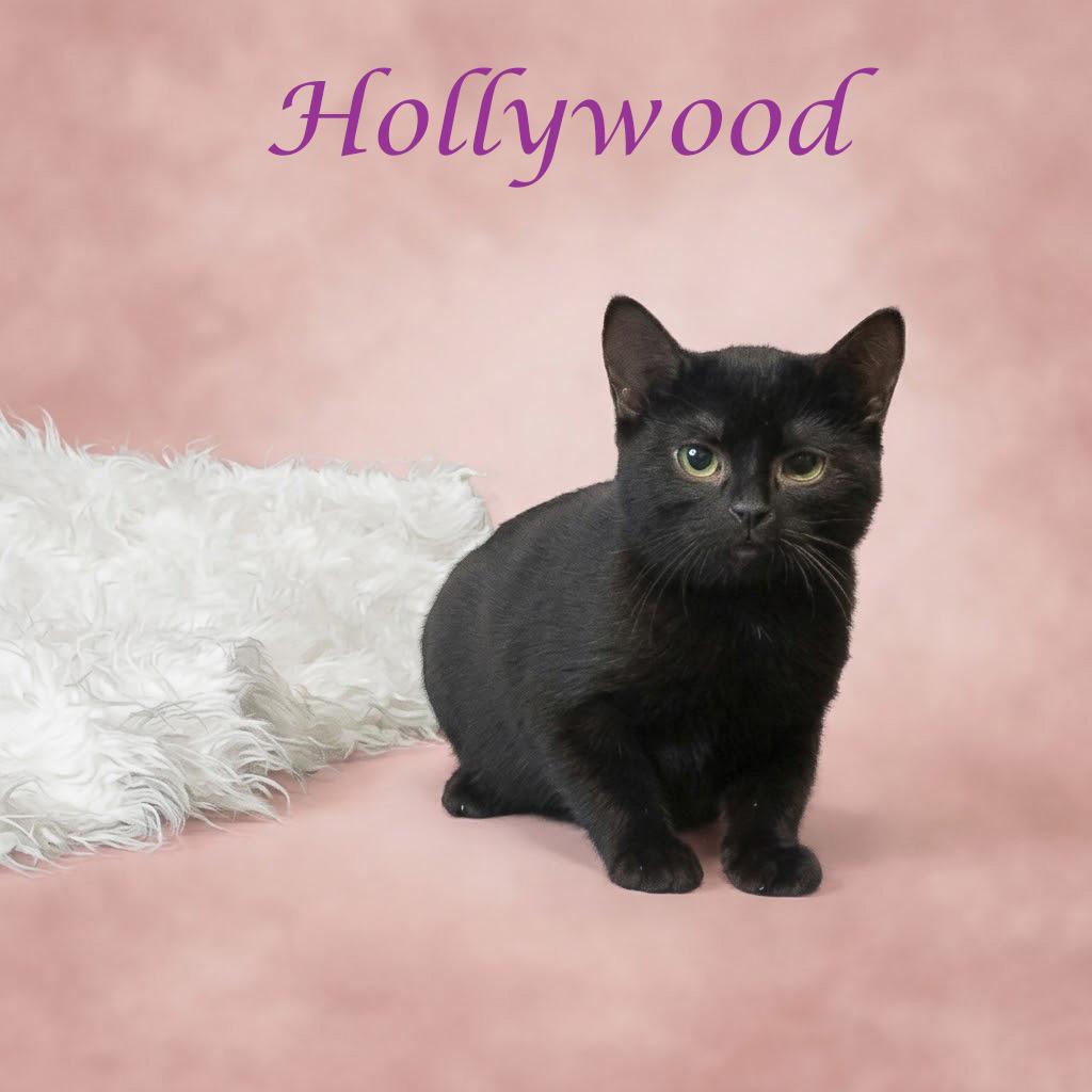 Enlarge Hollywood C26-263, a Adoptable Domestic Short Hair in Lebanon, TN image 4/5