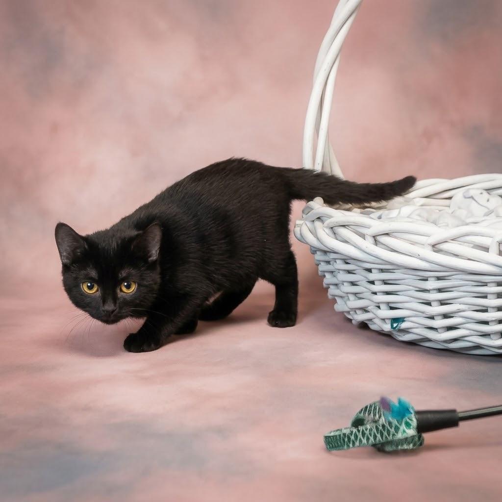 Enlarge Hollywood C26-263, a Adoptable Domestic Short Hair in Lebanon, TN image 5/5