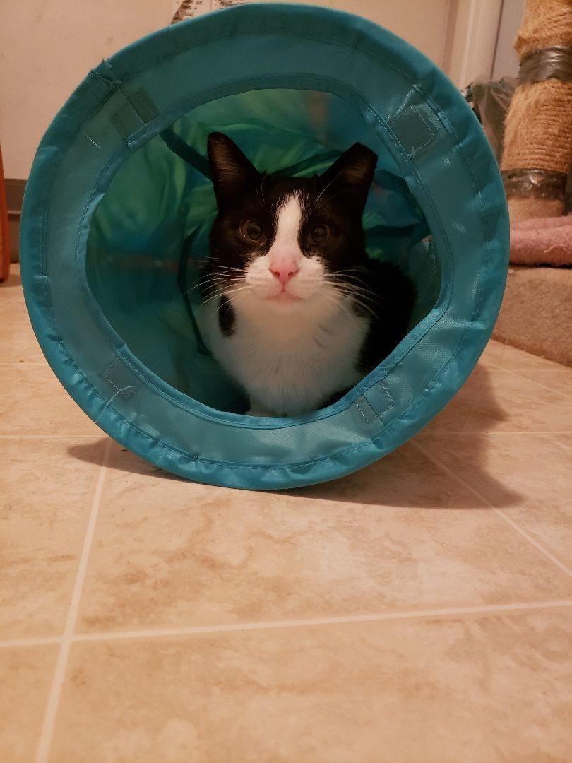 DOTTIE, Adoptable, Young Female Domestic Short Hair.