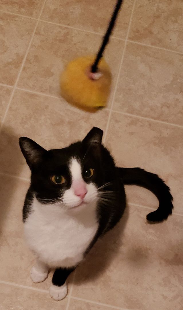 DOTTIE, a Adoptable Domestic Short Hair in Eastlake, OH image 2/9