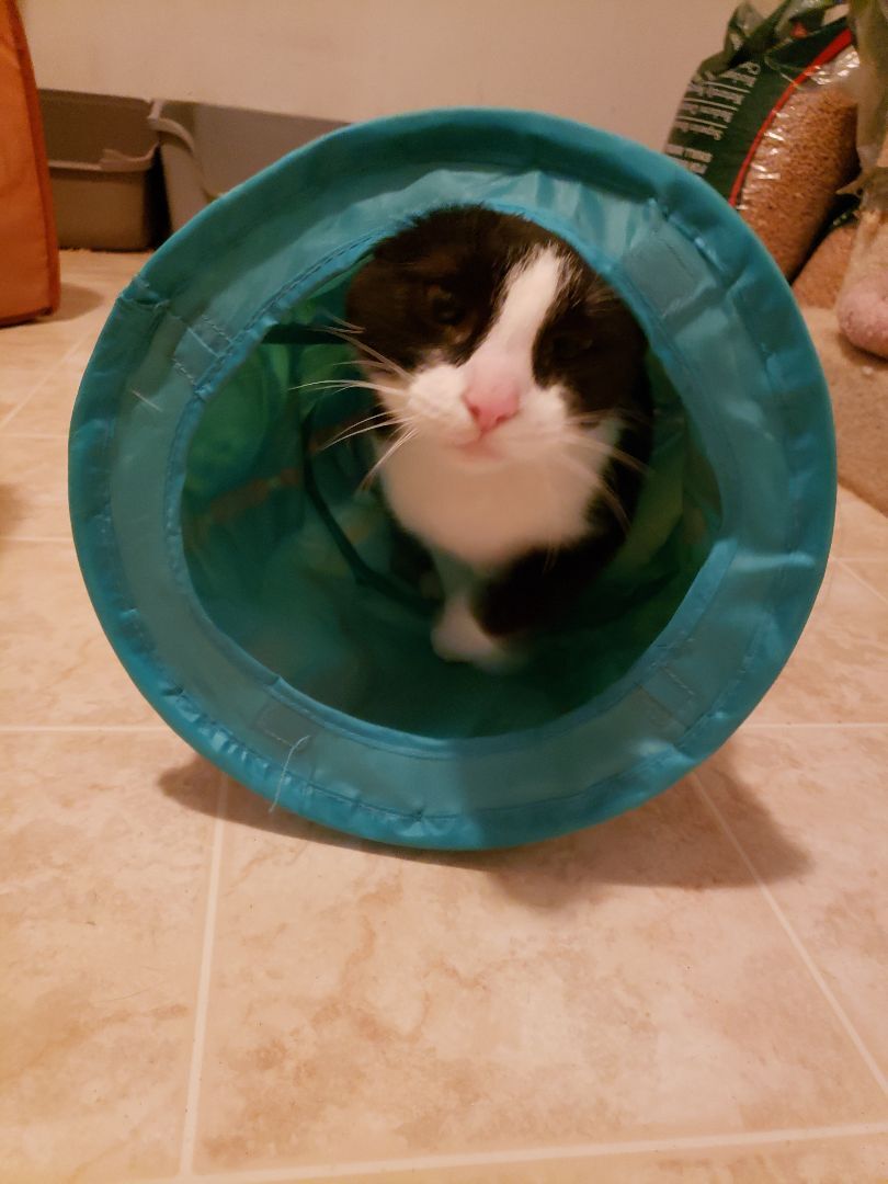 DOTTIE, Adoptable, Young Female Domestic Short Hair.