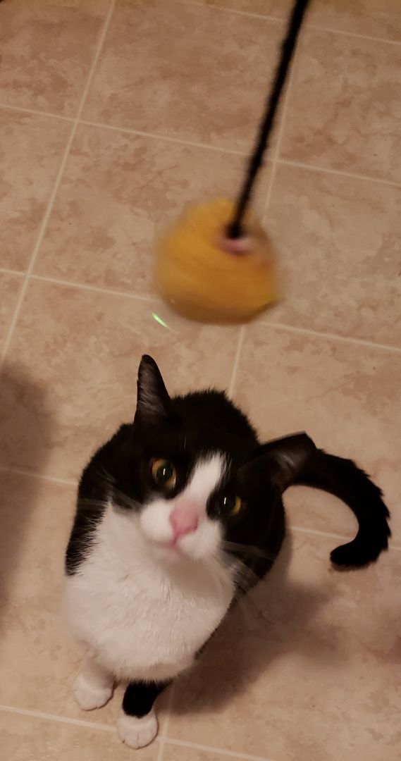 DOTTIE, a Adoptable Domestic Short Hair in Eastlake, OH image 4/9