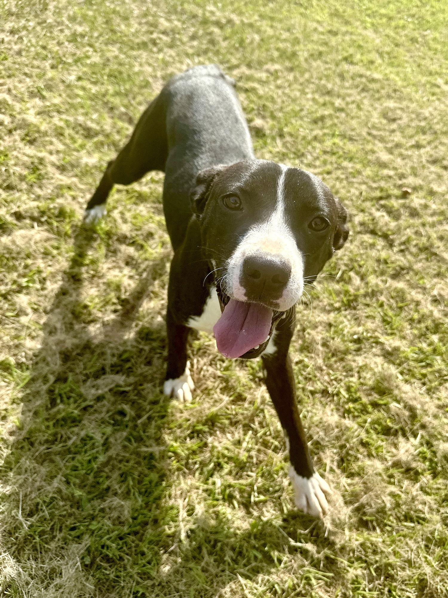 Haley, Adoptable, Young Female Mixed Breed.