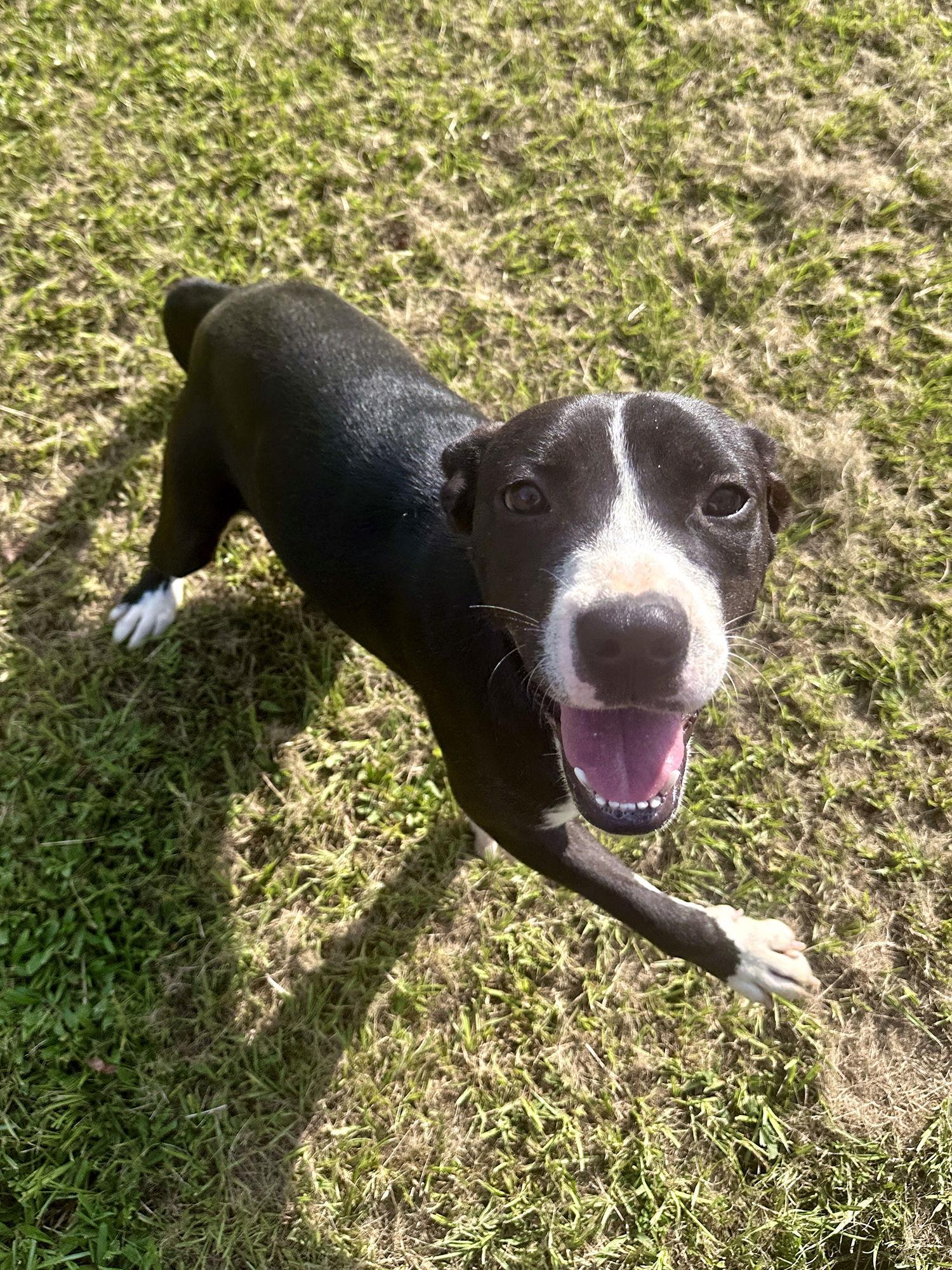 Haley, a Adoptable Mixed Breed in Eastman, GA image 2/3