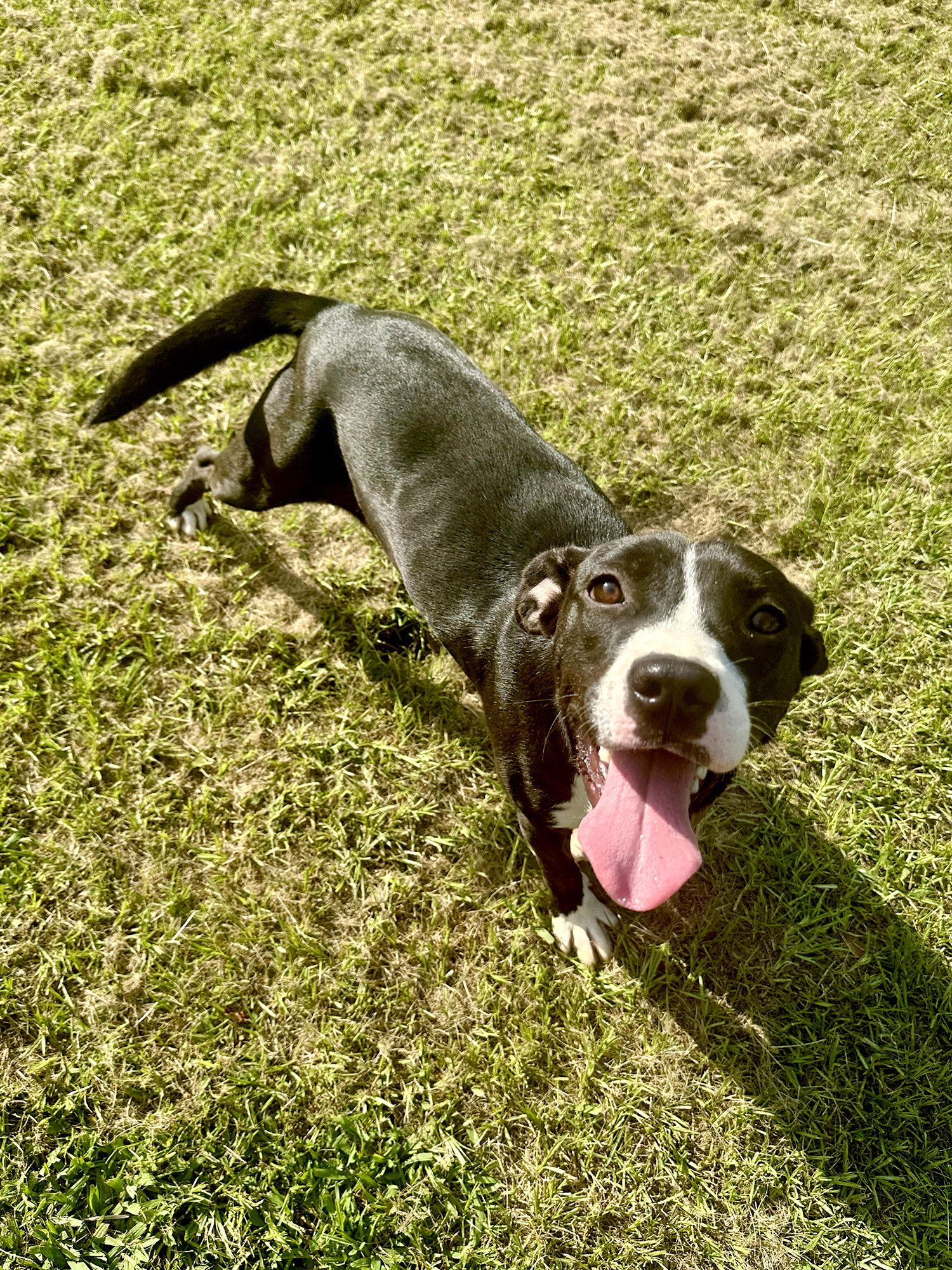 Haley, a Adoptable Mixed Breed in Eastman, GA image 3/3