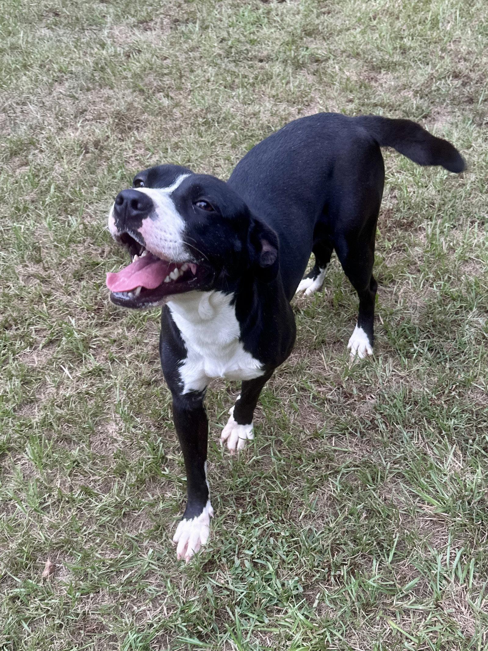 Enlarge Haley, a Adoptable Mixed Breed in Eastman, GA image 3/3