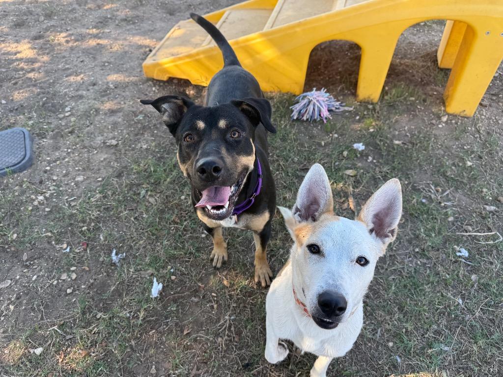 Ryleigh, Adoptable, Young Female Rottweiler & Shepherd.