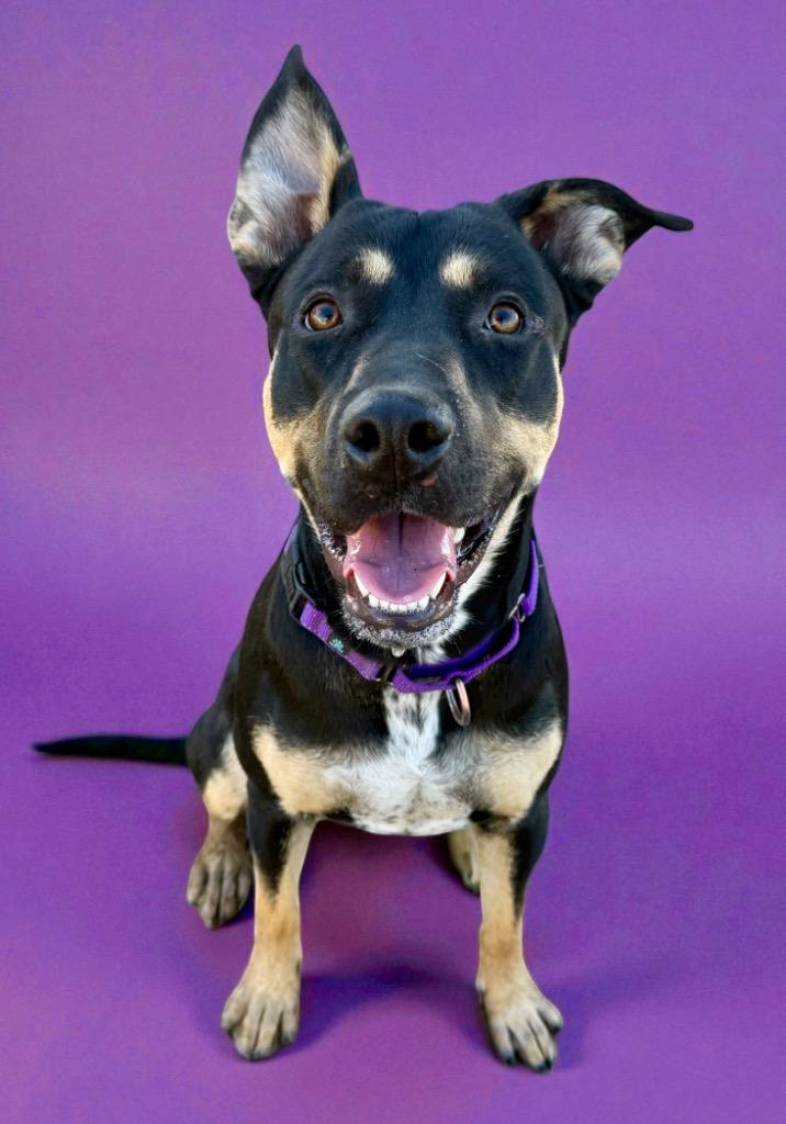 Ryleigh, Adoptable, Young Female Rottweiler & Shepherd.