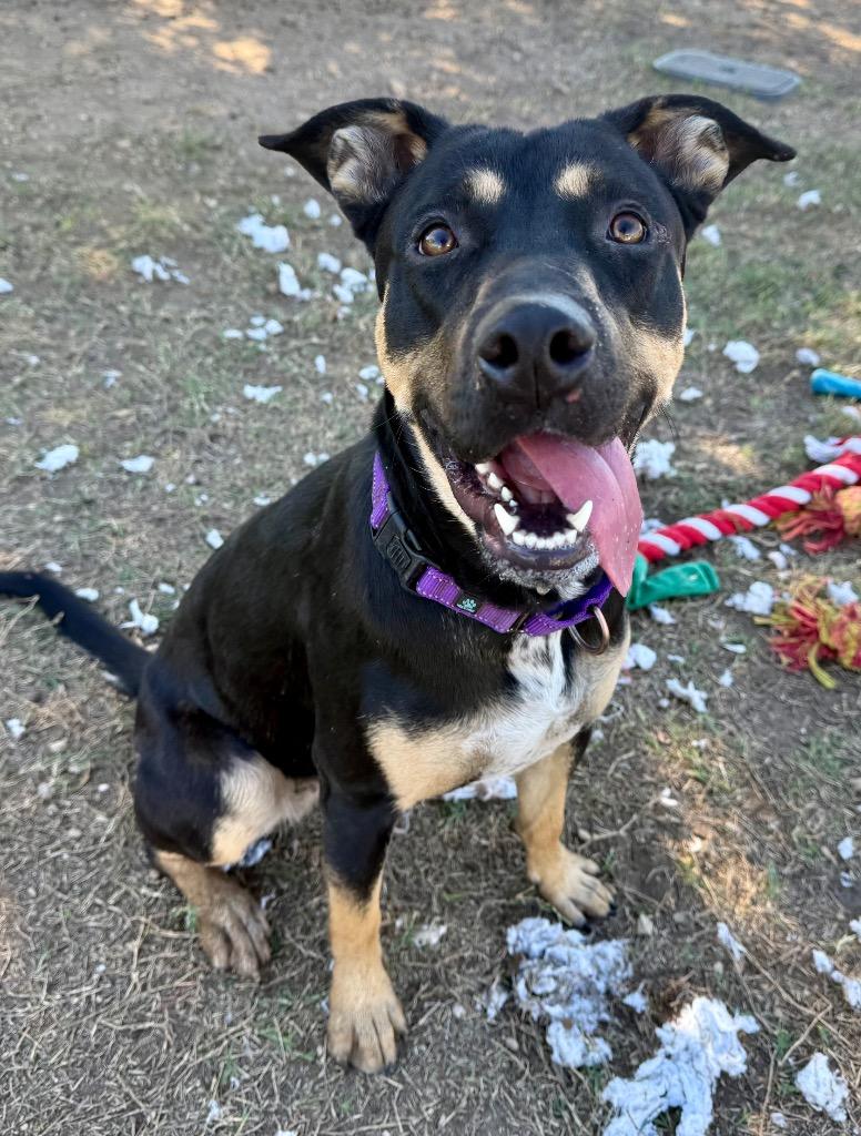 Enlarge Ryleigh, a Adoptable mixed breed in Luling, TX image 3/5