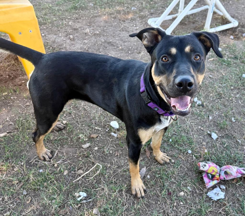 Enlarge Ryleigh, a Adoptable mixed breed in Luling, TX image 1/5