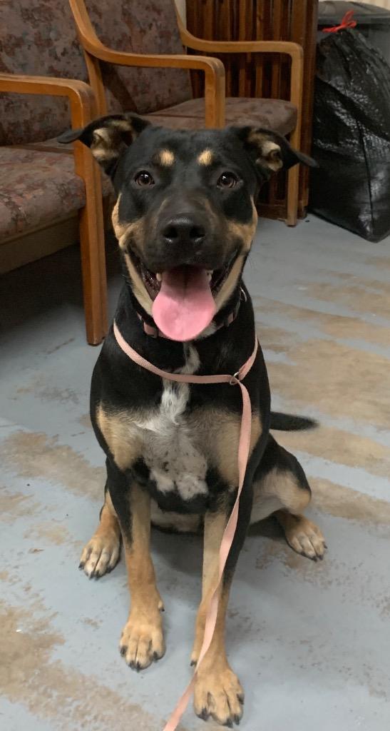 Enlarge Ryleigh, a Adoptable mixed breed in Luling, TX image 5/5