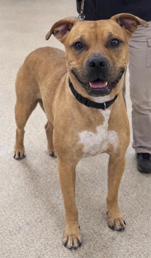 Enlarge “Queen” Dog, a Adoptable mixed breed in Springfield, OH image 1/1