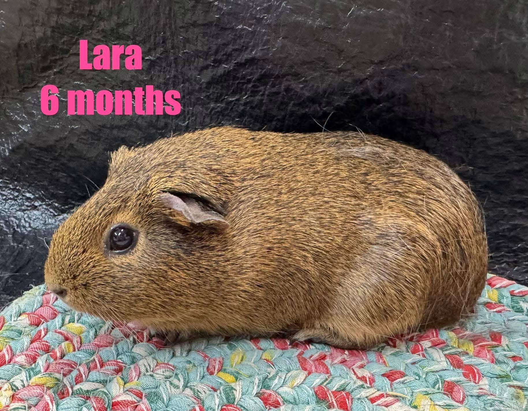 Lara, adopted, Baby Female Short-Haired.