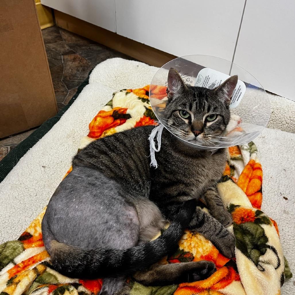 Forrest Gump, Adoptable, Adult Male Domestic Short Hair.