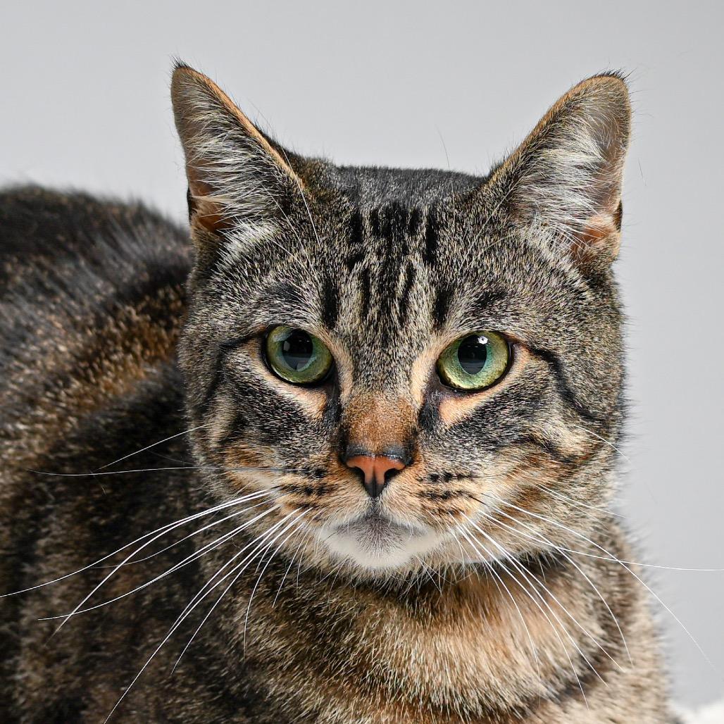 Forrest Gump, Adoptable, Adult Male Domestic Short Hair.