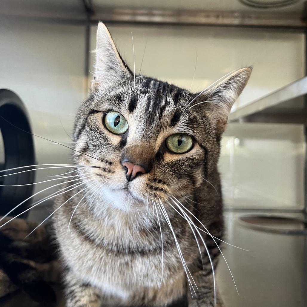 Forrest Gump, a Adoptable Domestic Short Hair in Pacific Grove, CA image 2/6