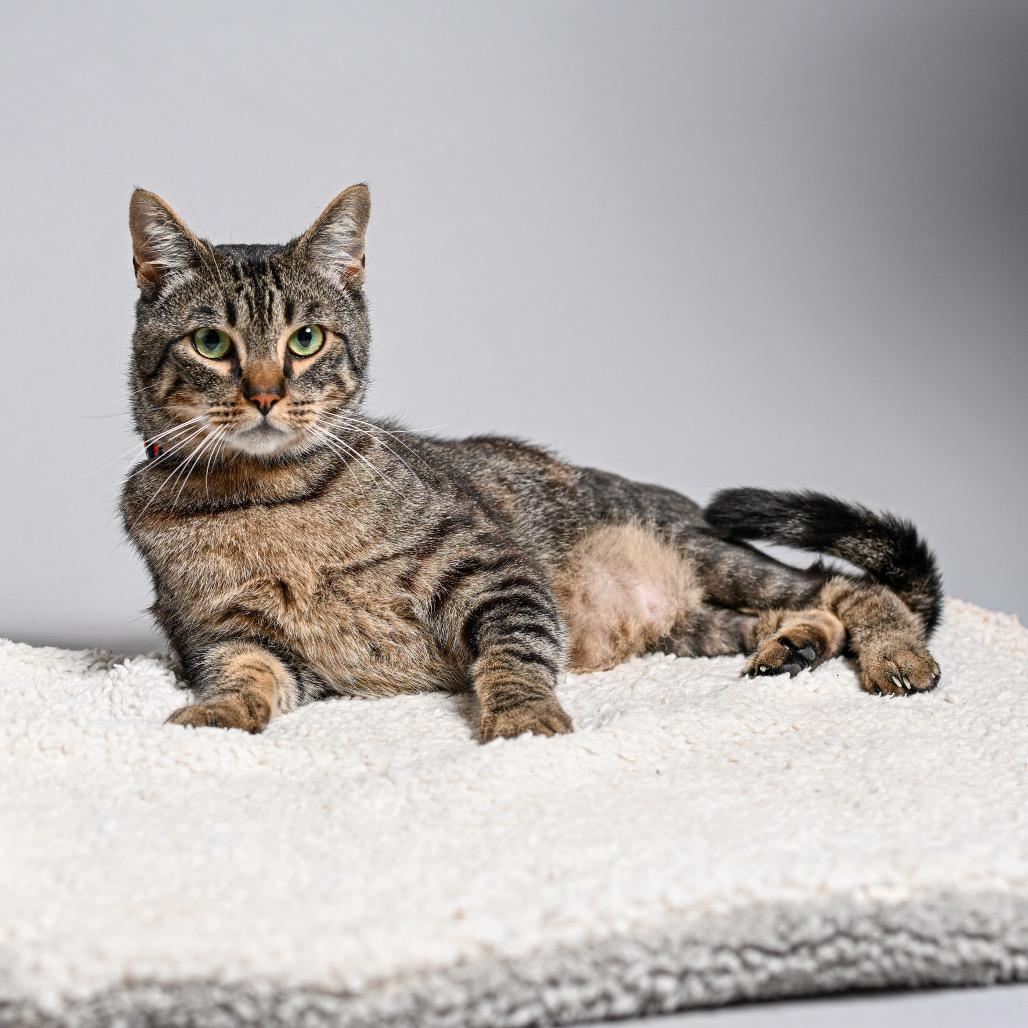 Enlarge Forrest Gump, a Adoptable Domestic Short Hair in Pacific Grove, CA image 2/6