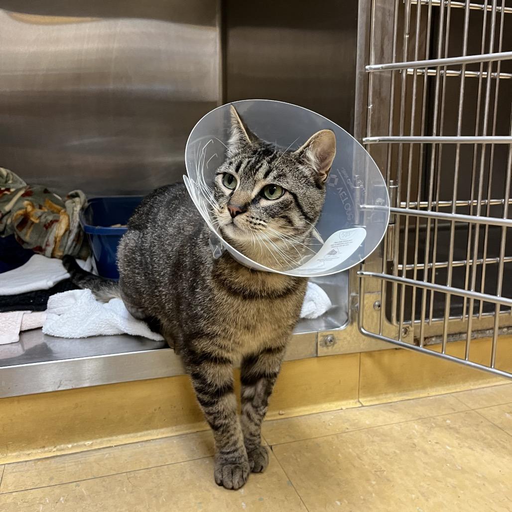 Forrest Gump, a Adoptable Domestic Short Hair in Pacific Grove, CA image 3/6