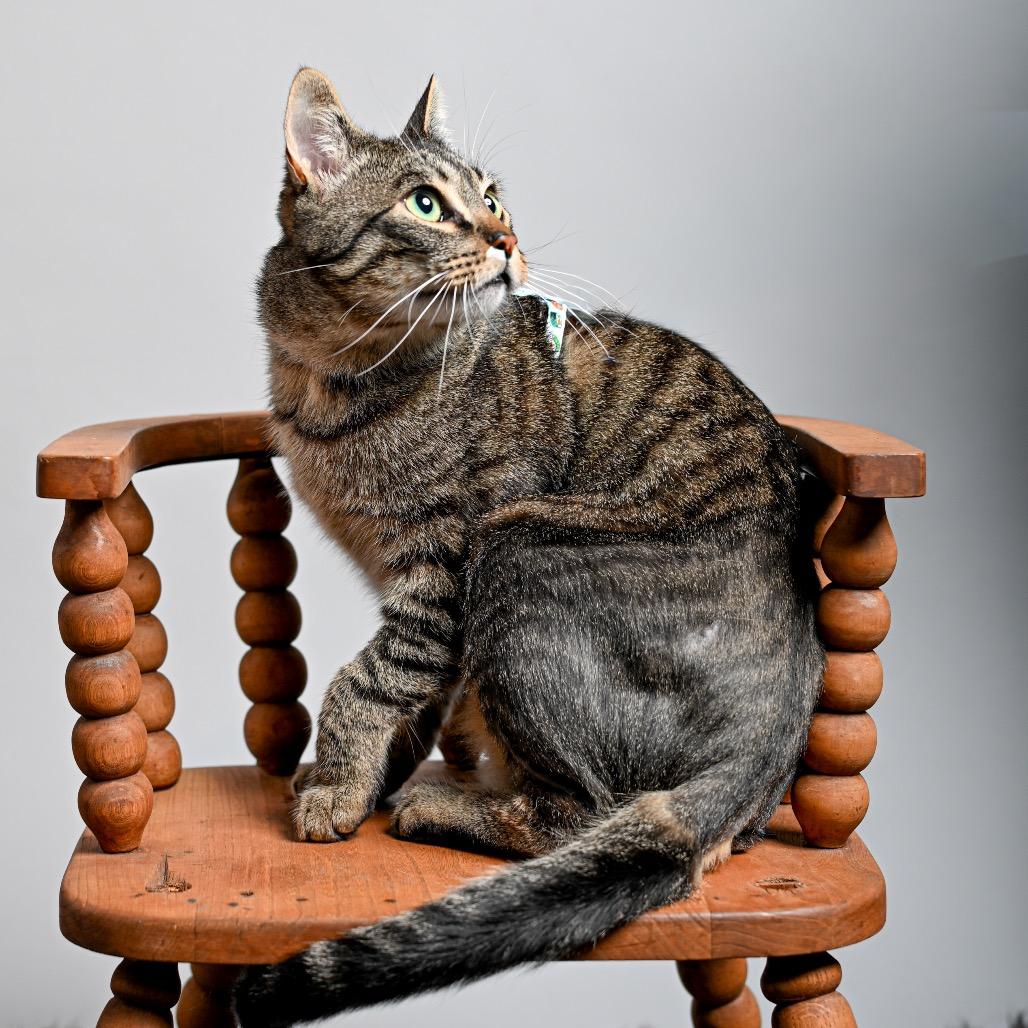 Enlarge Forrest Gump, a Adoptable Domestic Short Hair in Pacific Grove, CA image 3/6