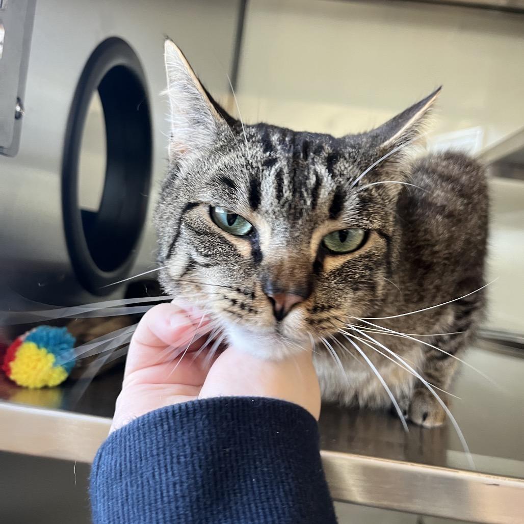 Forrest Gump, a Adoptable Domestic Short Hair in Pacific Grove, CA image 4/6