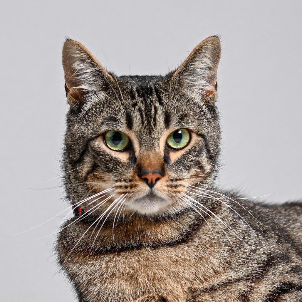 Enlarge Forrest Gump, a Adoptable Domestic Short Hair in Pacific Grove, CA image 5/6