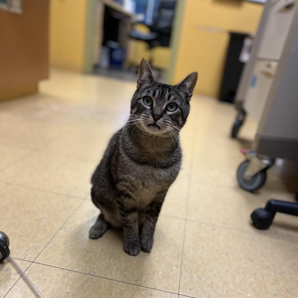 Forrest Gump, a Adoptable Domestic Short Hair in Pacific Grove, CA image 5/6