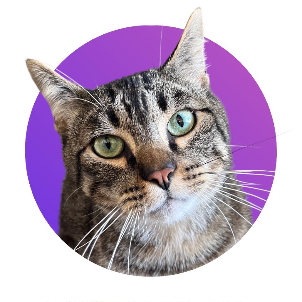Forrest Gump, a Adoptable Domestic Short Hair in Pacific Grove, CA image 6/6