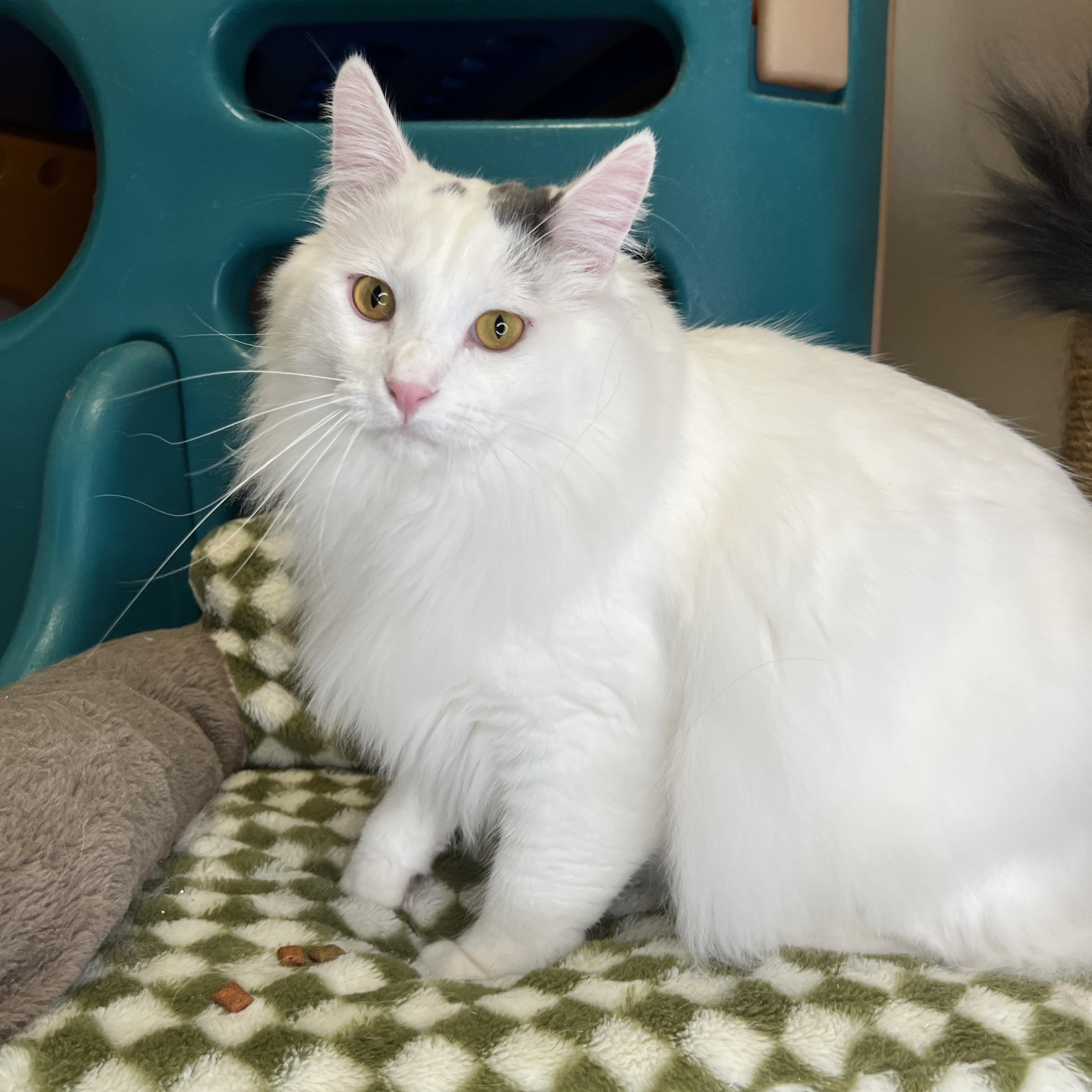 Enlarge Thumbelina & Cornelius, a Adoptable mixed breed in Frankenmuth, MI image 2/4