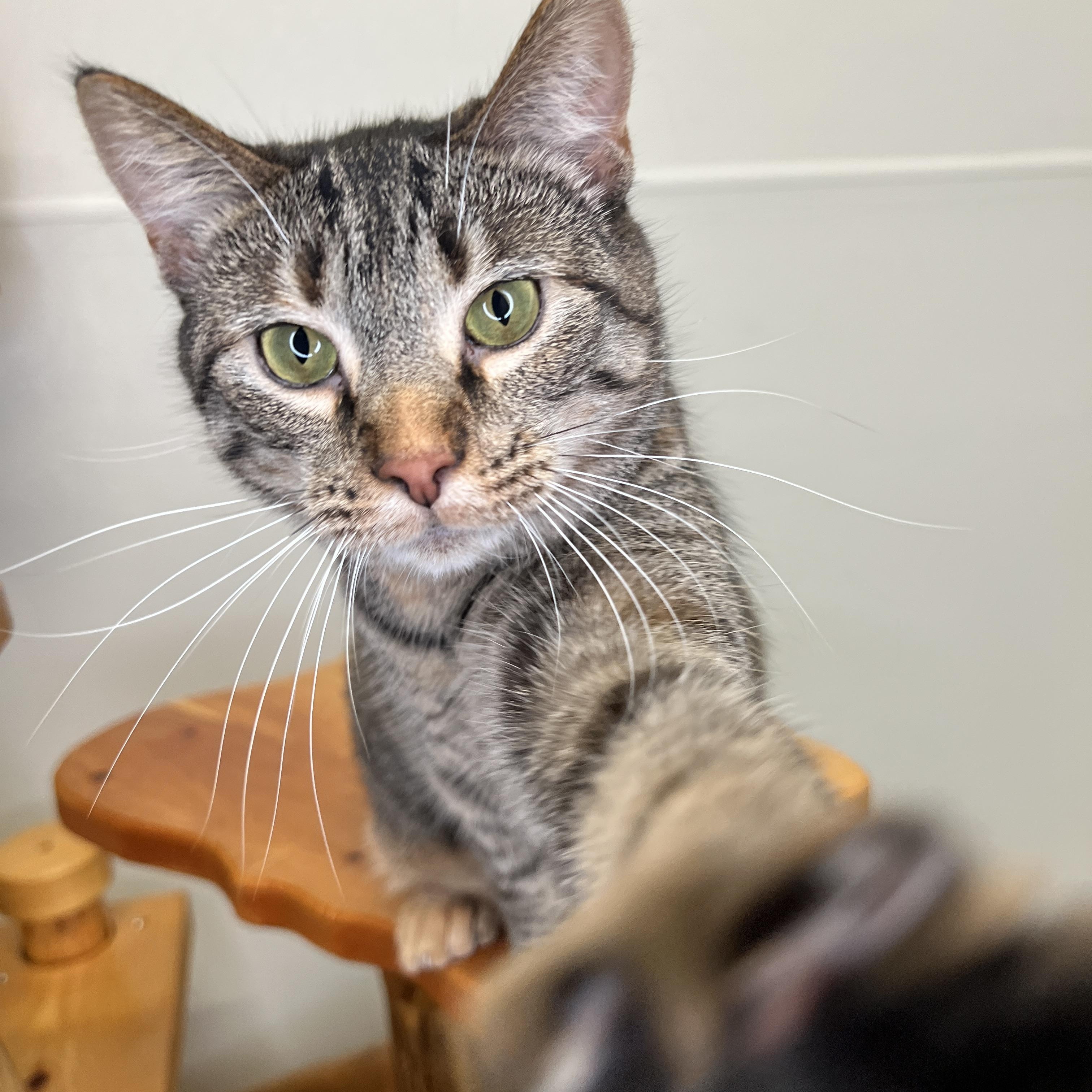 Enlarge Thumbelina & Cornelius, a Adoptable mixed breed in Frankenmuth, MI image 3/4