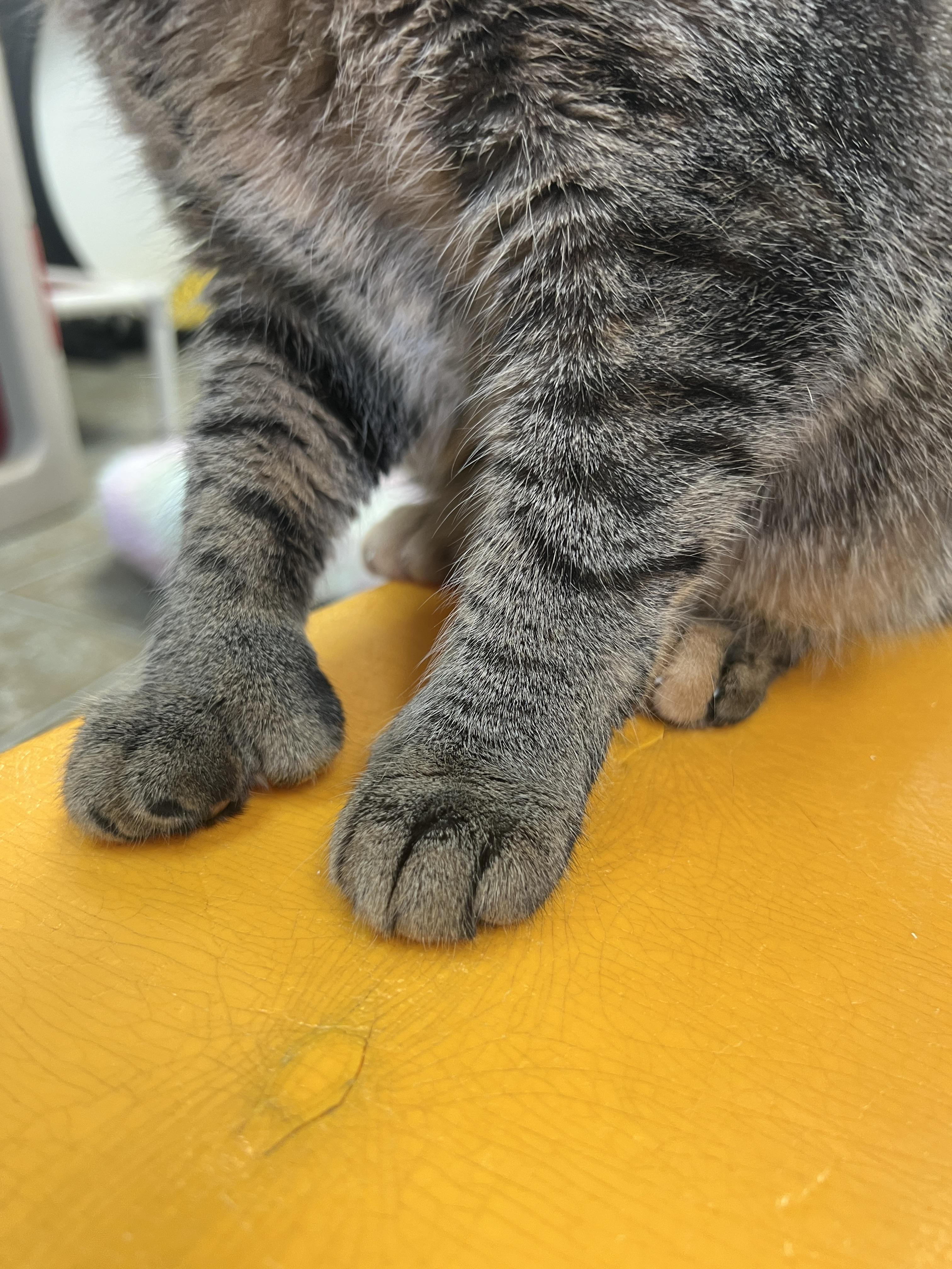 Enlarge Thumbelina & Cornelius, a Adoptable mixed breed in Frankenmuth, MI image 5/5