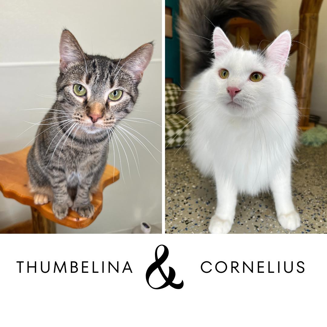 Thumbelina & Cornelius