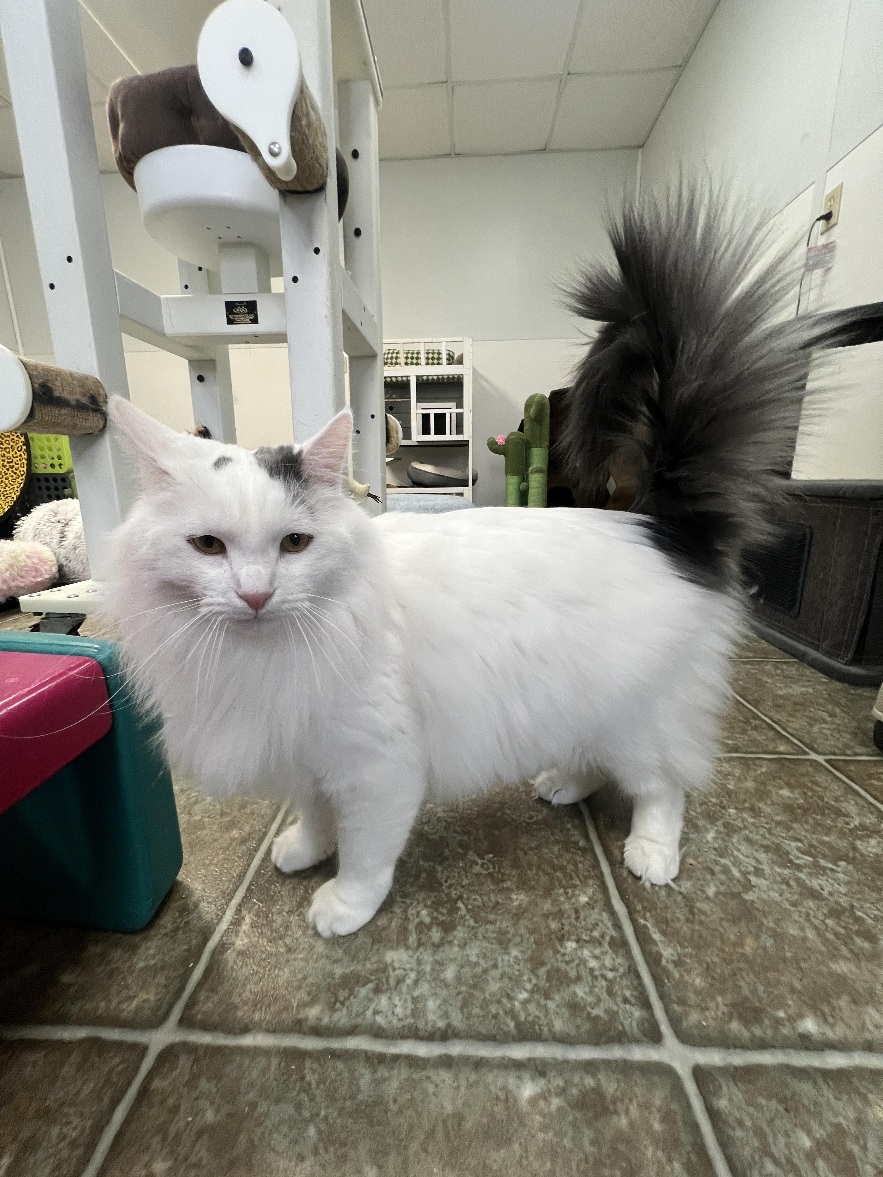 Enlarge Thumbelina & Cornelius, a Adoptable mixed breed in Frankenmuth, MI image 3/5