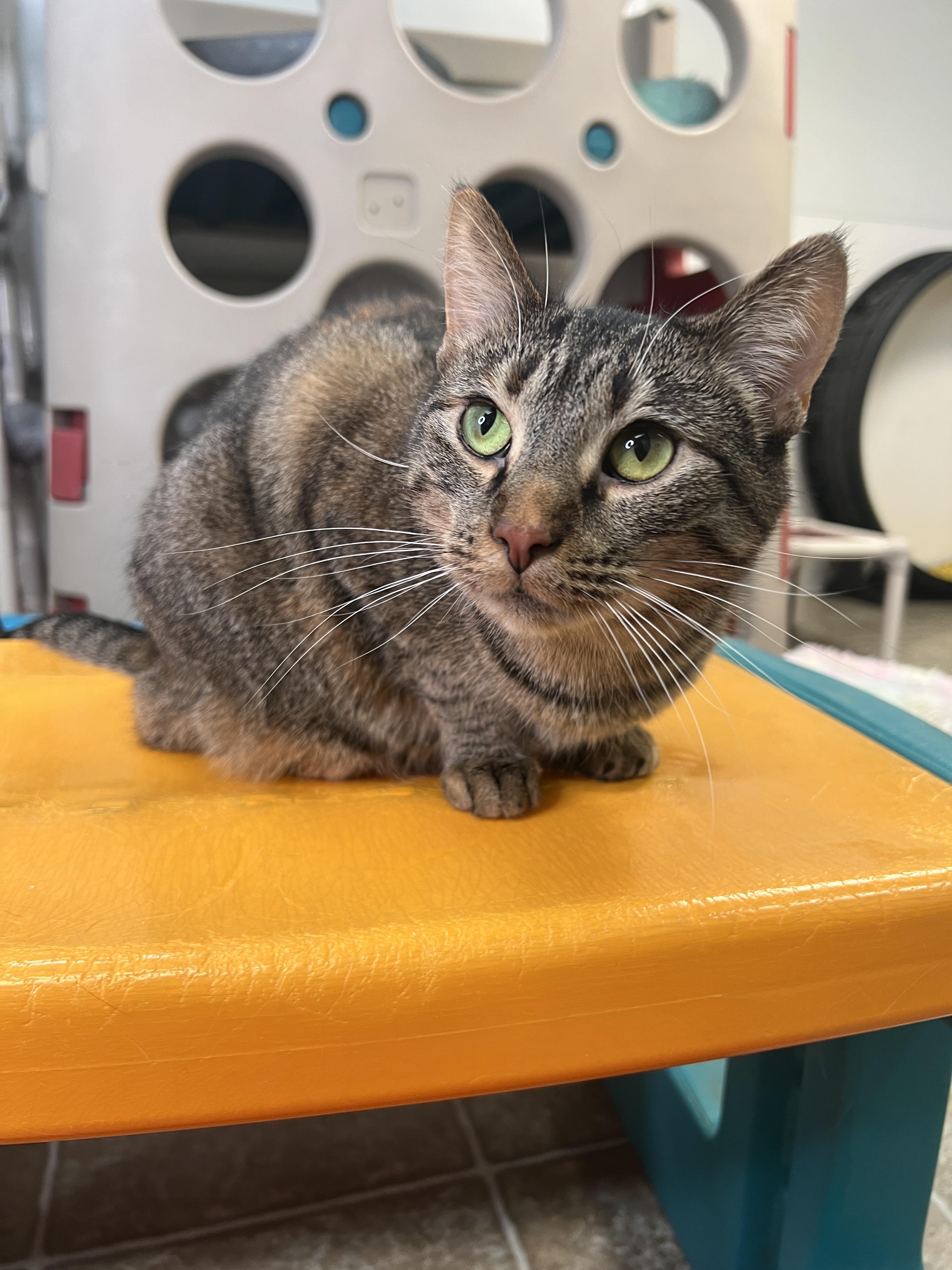 Enlarge Thumbelina & Cornelius, a Adoptable mixed breed in Frankenmuth, MI image 4/5