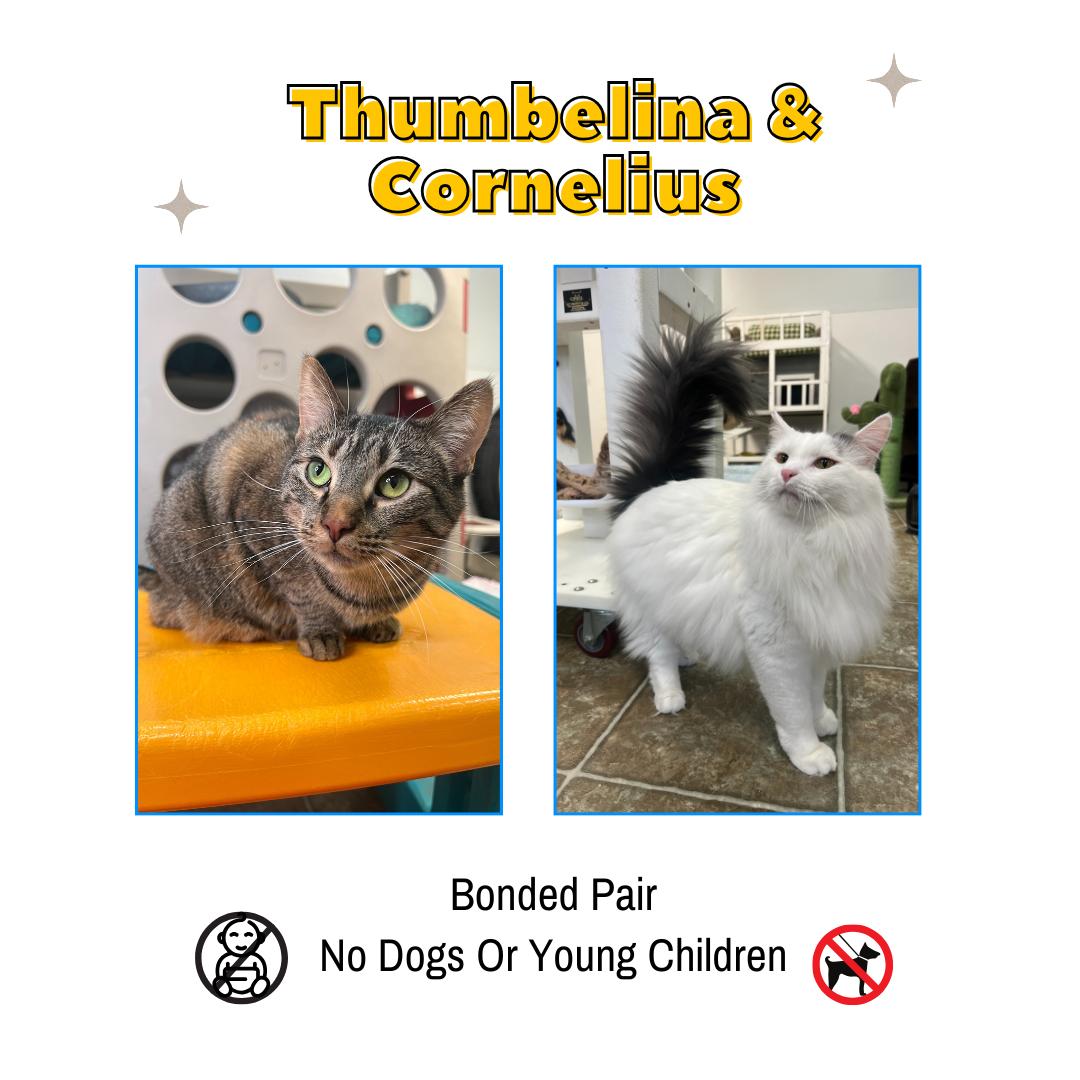 Thumbelina & Cornelius, Adoptable, Adult Female Domestic Short Hair & Domestic Medium Hair.