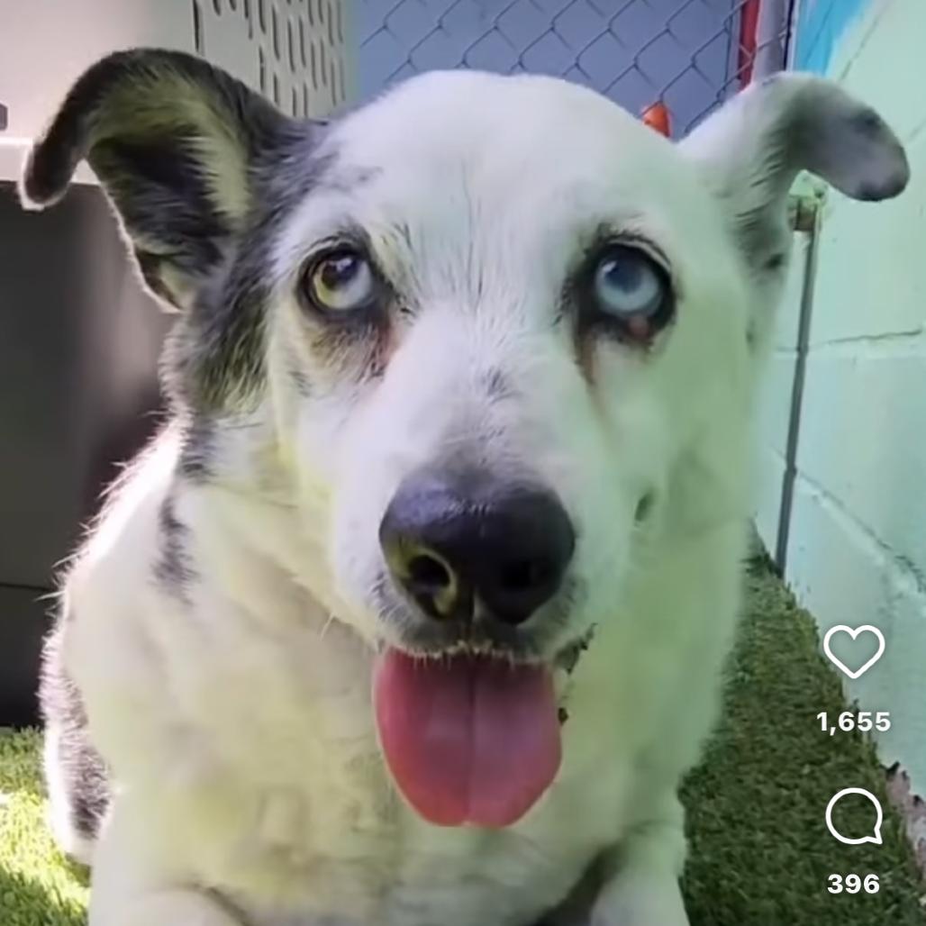 Enlarge Corky, a ADOPTABLE mixed breed in Riverside, CA image 2/2