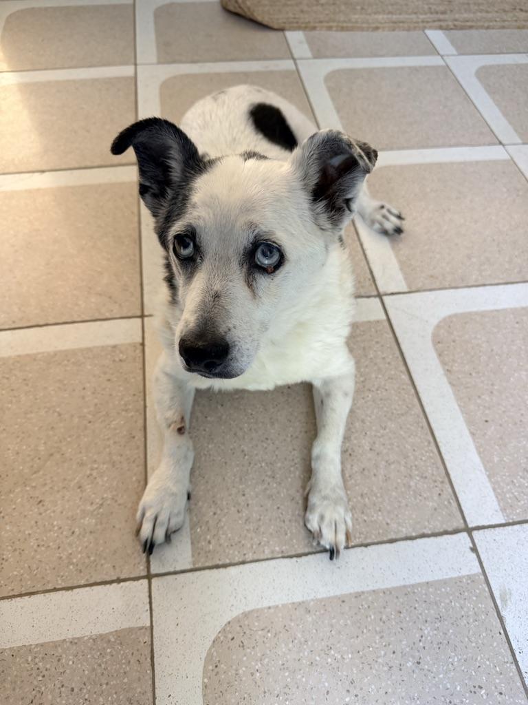 Enlarge Corky, a ADOPTABLE mixed breed in Riverside, CA image 1/2