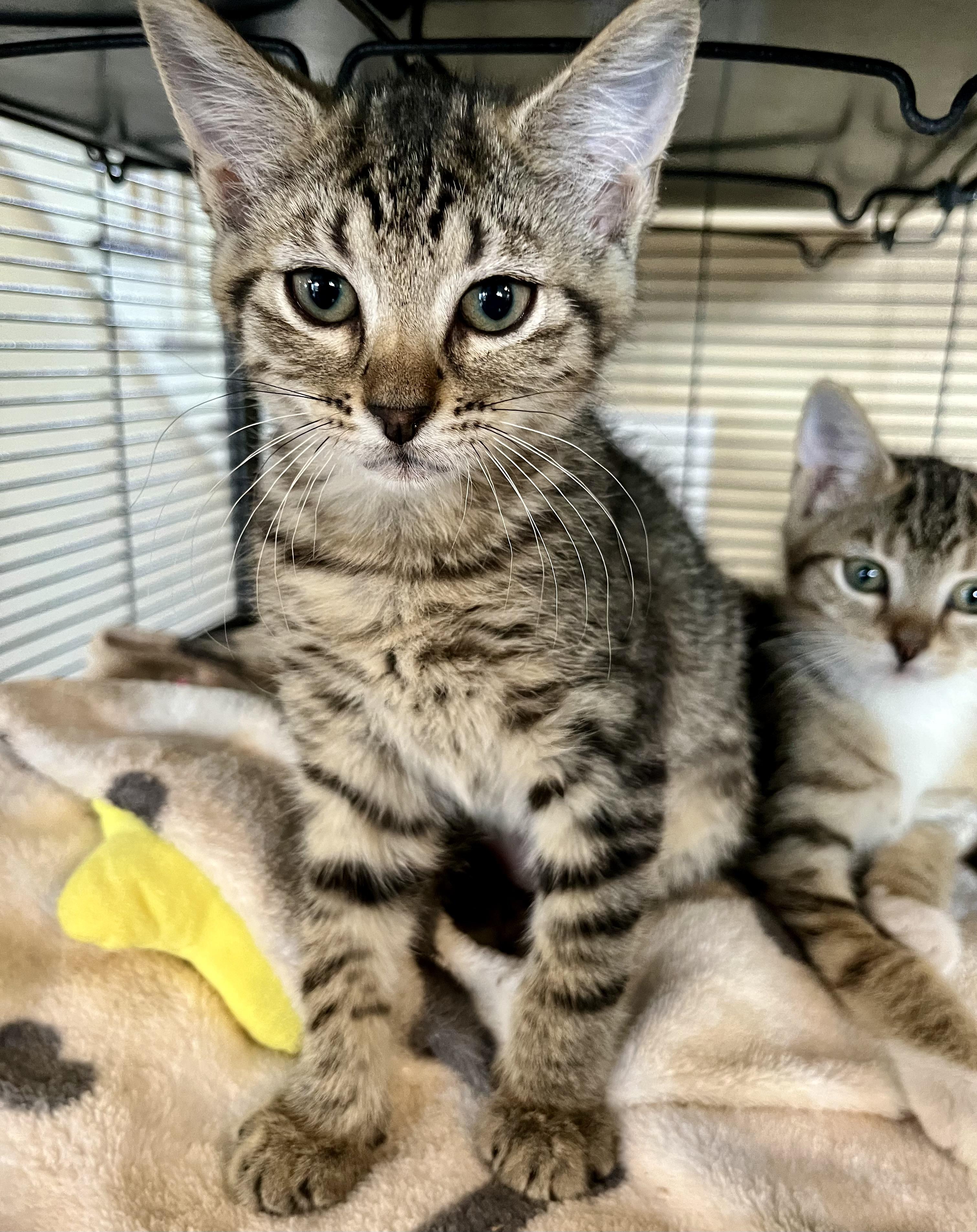 Yellowstone, an adoptable Domestic Short Hair in Seville, OH_image-1