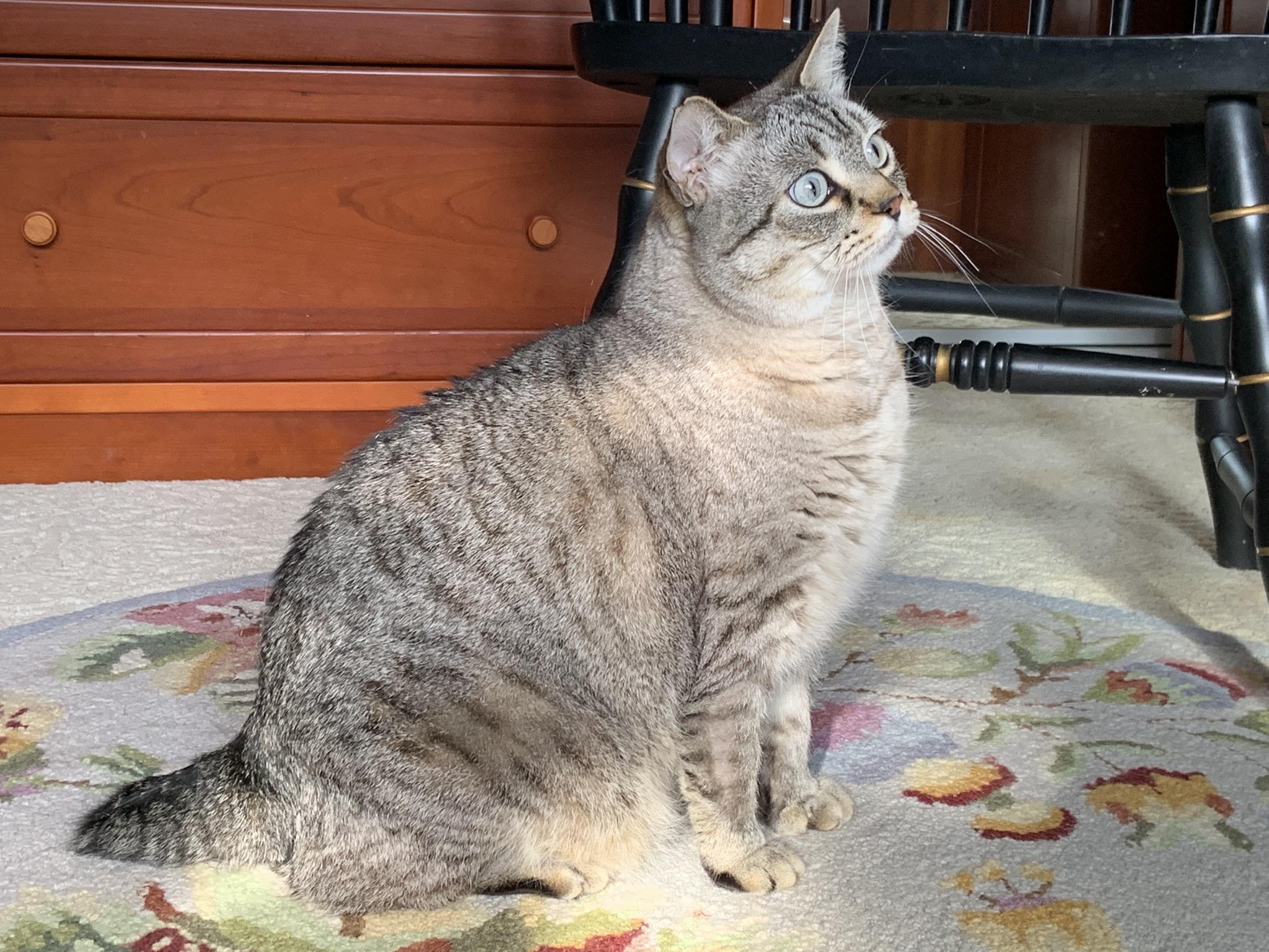 Gus & Hannah ~ Bonded Brother & Sister, Adult Female unknown