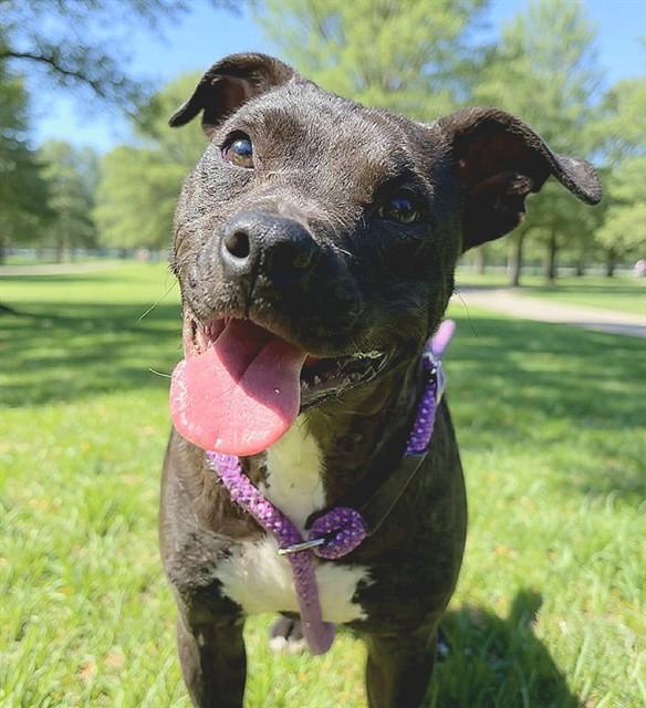 Enlarge ONI, a Adoptable mixed breed in Sacramento, CA image 1/1