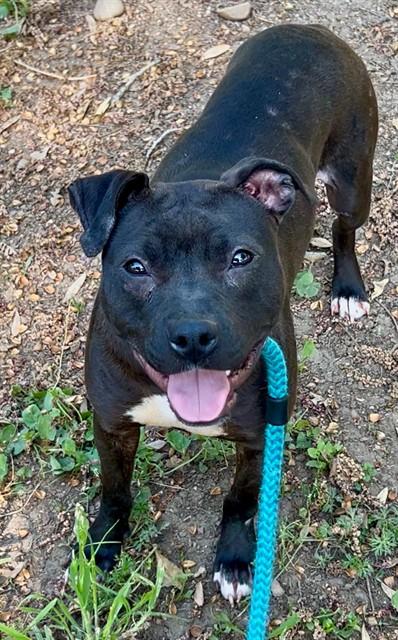 Enlarge ONI, a Adoptable mixed breed in Sacramento, CA image 1/1